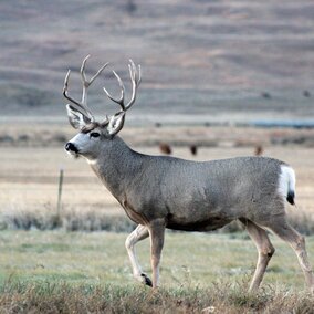 a buck running through a field