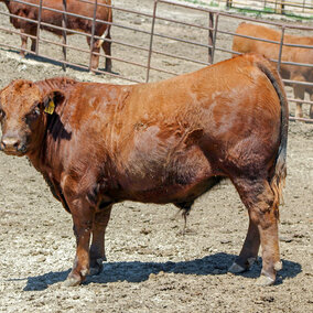 Feedlot steer