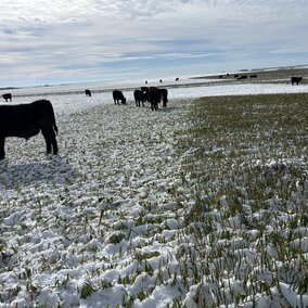 Cows grazing in a snowy field under a partly cloudy sky