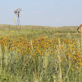 Windmill in a field