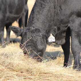 Cow eating hay