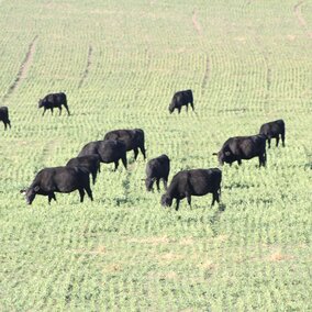 cattle grazing in a field