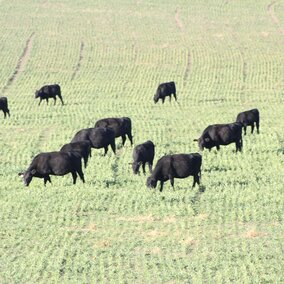 Cows grazing wheat