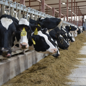 Milk cows eat their feed in a clean barn.