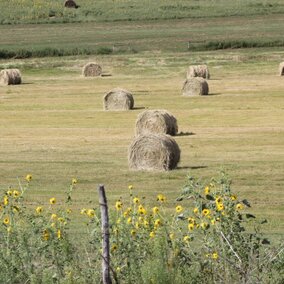 Bales on meadow