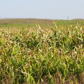Cane field