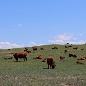 Cows grazing on rangeland