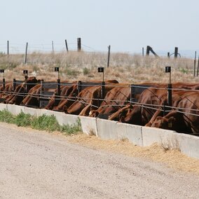 Confined feeding of cows