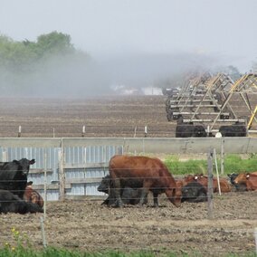 Liquid manure through pivot