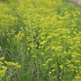 Leafy spurge flowering