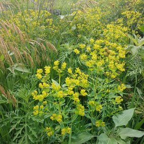 Leafy spurge