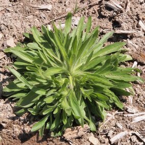 Marestail / Horseweed   
