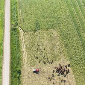 Aerial view of cows grazing in a field using virtual fence technology