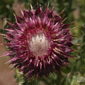 Musk thistle flower
