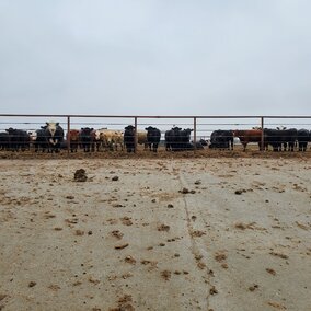 Sloping pavement feedlot