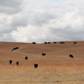 Cattle on pasture. Photo Credit: TL Meyer