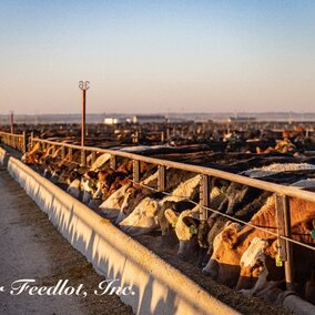 BQA Darr Feedlot