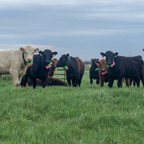 GPS Collars on cattle