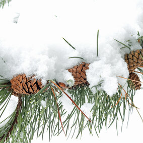 pine needles and pinecones in snow