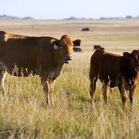 red cow calf pair in pasture