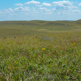 Sandhills rangeland