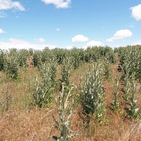 Scotch Thistle