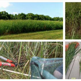 Switchgrass field, sampling, and stage sorting. Photo credits: Carolina Córdova