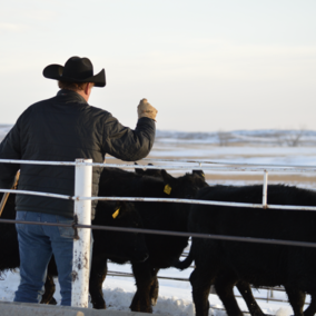 black calves and a man in a cowboy hat