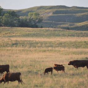 Cattle grazing