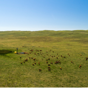 Cattle grazing near windmill in green pastures