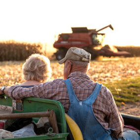 A seasoned couple watches grain harvested from a field.