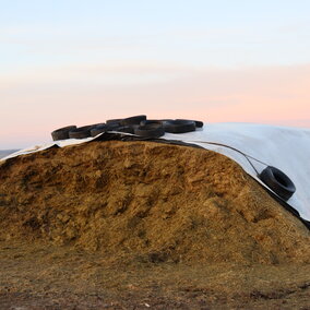 Silage pile