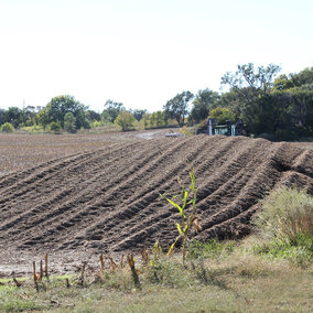 Silage pile
