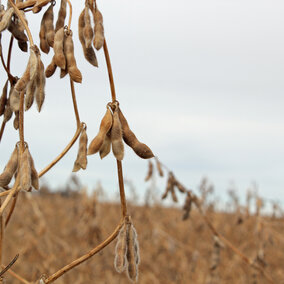 Soybeans