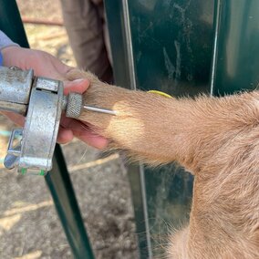 Implanting a feedlot animal