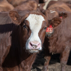 Feedlot steer