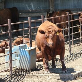 Steer in lot