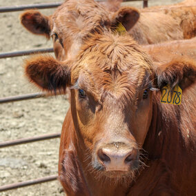 Steers in feedlot