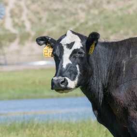 black and white cow in front of a windmill and water