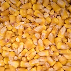 Corn