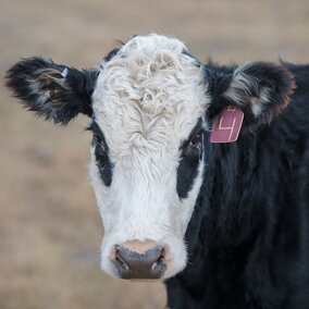 Cow