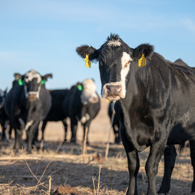 Black-white face cows in pasture