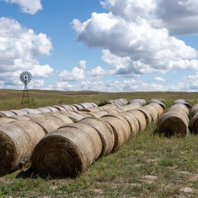 Bales stacked in rows 