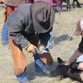 Vaccination at a branding