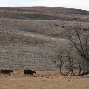 Cattle with virtual fencing collars