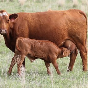 Black cow and baldie calf on Nebraska pasture