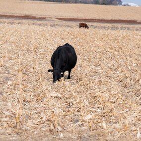 Cows on cornstalks