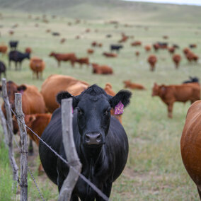 Cows in pasture with fence