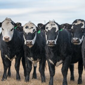 A herd of cattle