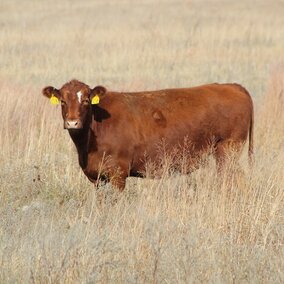 Cow on range